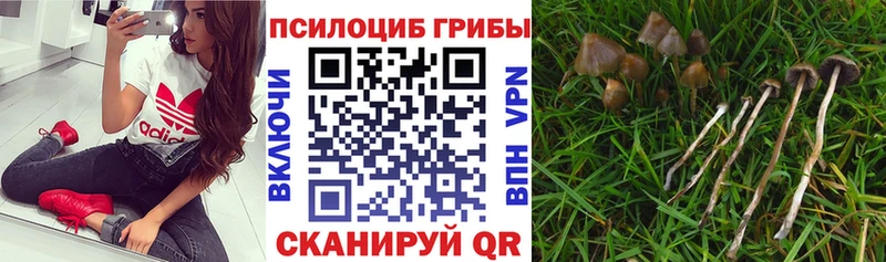 Купить закладки  Райчихинск  Галлюциногенные грибы прущие грибы 